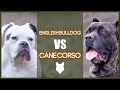 English Bulldog vs Cane Corso: A Comparative Analysis of Origins, Appearance, Temperament, and Trainability