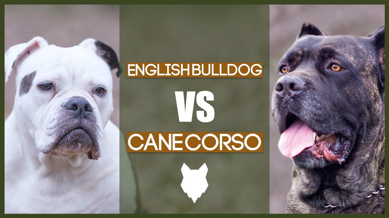 BULLDOG CANE CORSO - YouTube