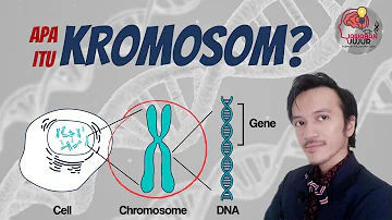 Bagaimana cek kromosom?