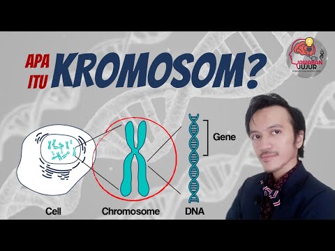 Video: Apakah kromosom membentuk gen?