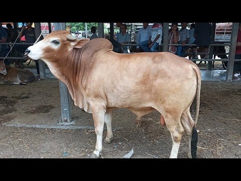 Sapi jumbo, sapi lucu, sapi joget, brahman super, big cow, cow videos ...