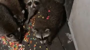 Raccoons feast on treats and come back for more the next morning || WooGlobe