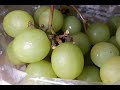 波子提子 / 好鬼好食，平定貴？       Seedless Grape Green【20無限】