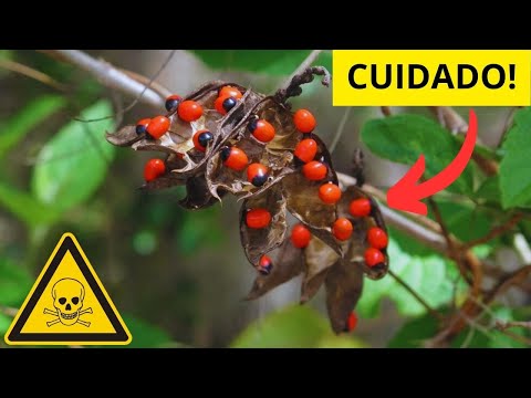 Vídeo: Convallaria majalis é venenosa?