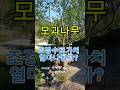 모과나무/모과나무조경수 #조경수가치 #수령별시세 #정원수 #고급조경 #모과효능