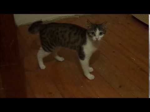 ეშმაკუნა კატა