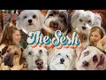 Hosting Our Own Dog Show & Drunk History: The Truth About Thanksgiving - EP.15