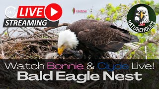 Cardinal Land Conservancy Eagle Nest  LIVE EAGLETS
