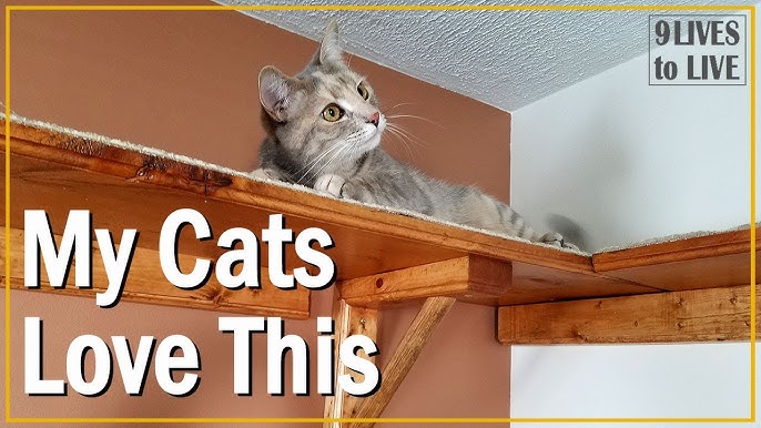 Cat boredom busters  DIY ideas and cat toy recommendations 