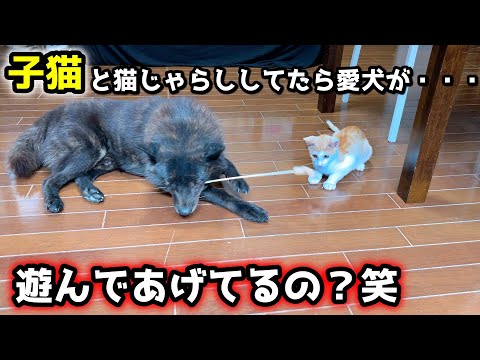 子猫と猫じゃらしで遊んでたらこうなりました笑【甲斐犬と２歳と子猫】