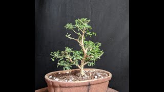 Shohin Bonsai of Dwarf kamini plant made in a simple way without a wire.