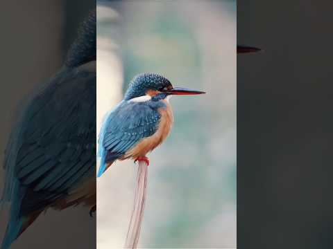 عصفور بري جميل جدا