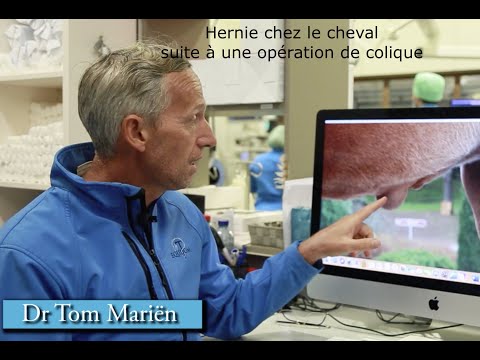 Vidéo: Hernie Chez Les Chevaux