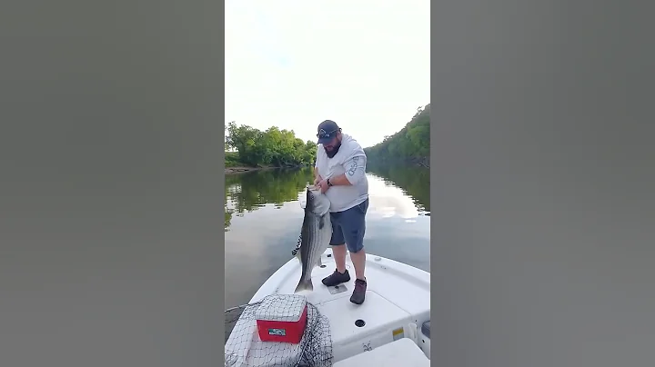 42 LB Striper Cumberland River TN #fishing #shorts #stripedbass