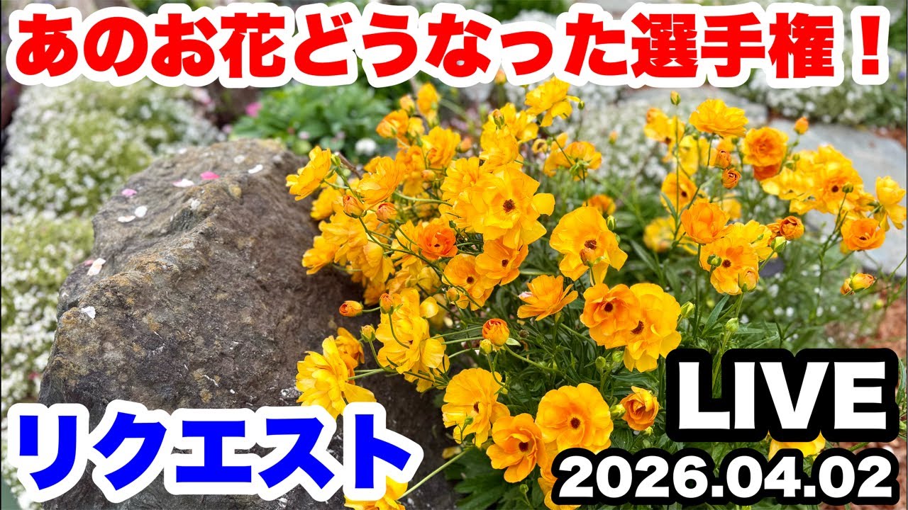 Yurufuwa Gardening Yatchan Channel is live streaming now! - YouTube