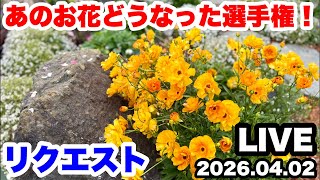 Yurufuwa Gardening Yatchan Channel is live streaming now! - YouTube