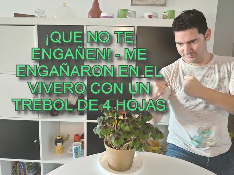 Video: Oxalis De Cuatro Hojas