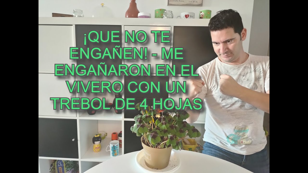 TODO sobre la ROSA DE JERICÓ CUIDADOS, CULTIVO, TRASPLANTE, UBICACIÓN,  EVOLUCIÓN - YouTube