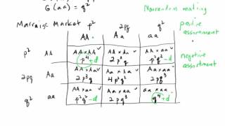 BIO202 Effect of nonrandom mating on genotype frequencies