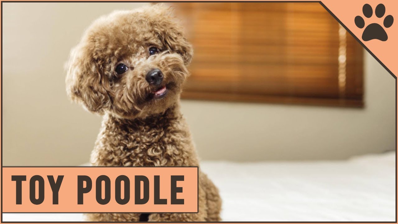 Toy Poodle Facts Toy Poodle Puppies Youtube