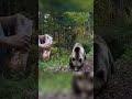 Man voedde een beer, en werd zelf bijna voer. #BeerAanval #BearAttack #WildLifeShock #epicbattle