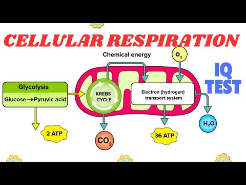 वीडियो: सेलुलर श्वसन प्रश्नोत्तरी का प्राथमिक कार्य क्या है?
