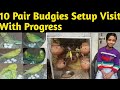 10 Pairs Budgies Parrots Setup Visit With Breeding Progress | Bajri Toto Ka Setup Visit Kia