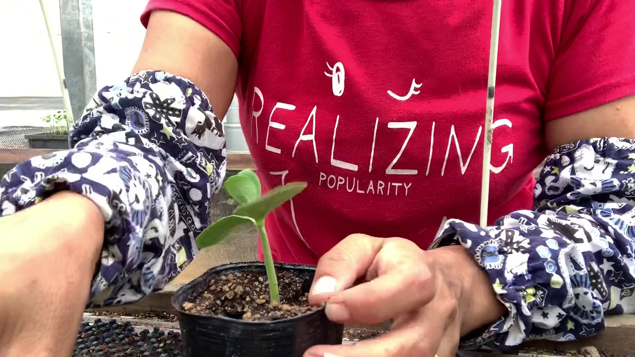 スイカ屋えもと・江本農園 作業風景 〜 接ぎ木作業
