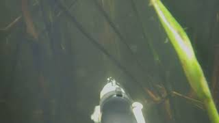 Засадная подводная охота. Дельта Волги, Раскаты. Май 2024 года