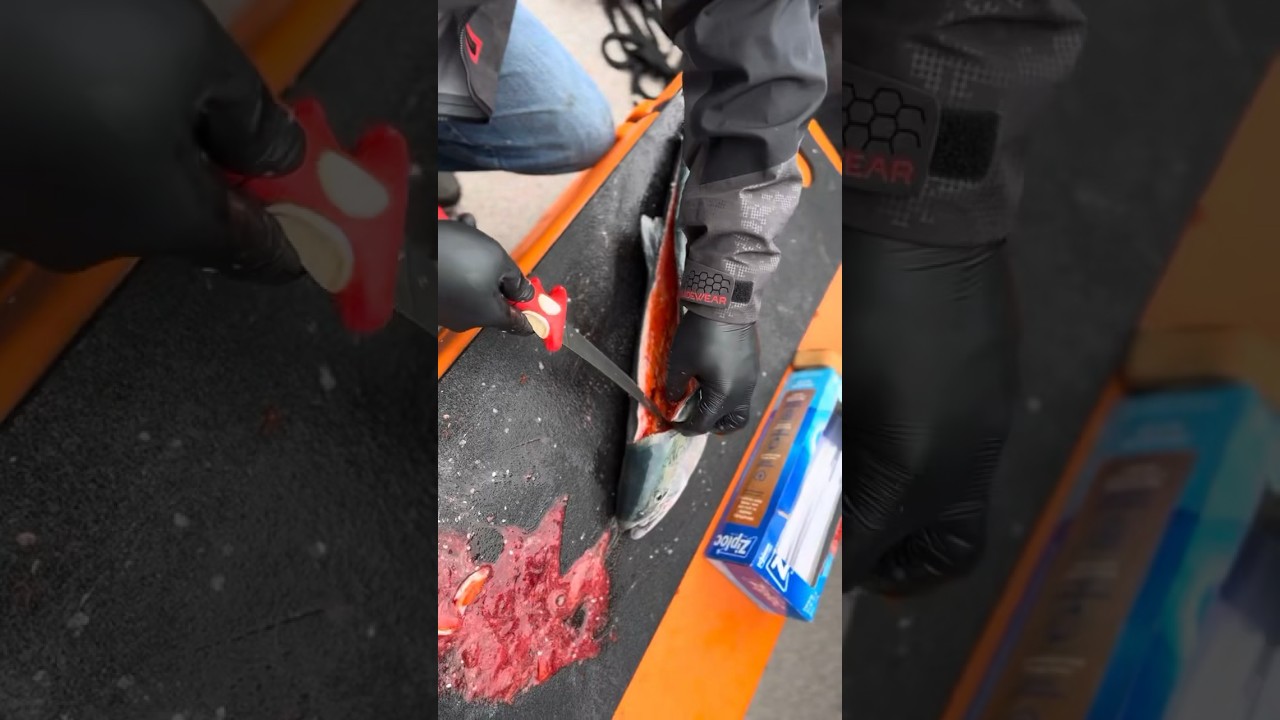 Sockeye Salmon 🔪🍽️ 