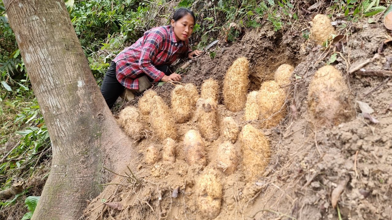 Harvest Wild Tubers Goes to the market to sell - Pet care - living with nature | Triệu Thị Dất
