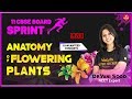 Anatomy of Flowering Plants | CBSE Class 11 Biology | Dr. Vani Mam | Vedantu Biotonic