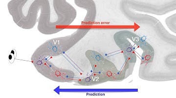 A suite of models for visual perception and invariant object recognition