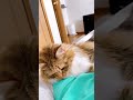起こしに来たはずのちゃちゃ、寝る#shorts