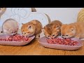 Kittens eat meat with appetite