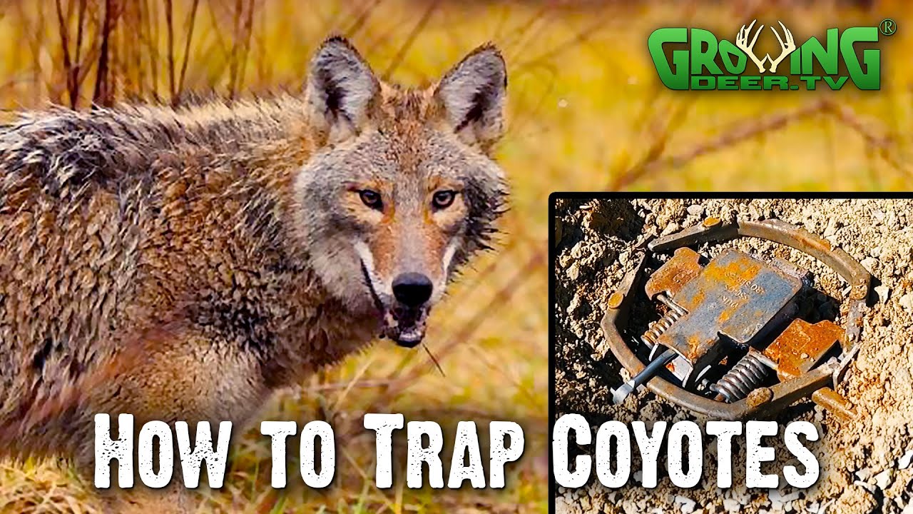 New Fox and Coyote Live Trap! 