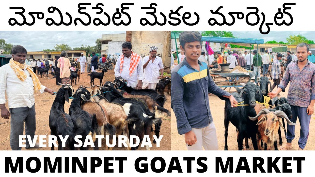 MOMINPET GOATS MARKET మోమిన్‌పేట్ మేకల మార్కెట్ MOMINPET SHEEP MARKET EVERY SATURDAY