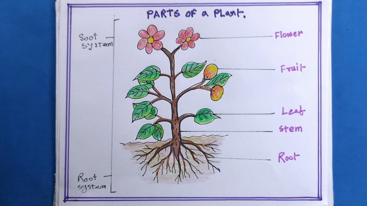 Part of plants - ePuzzle photo puzzle