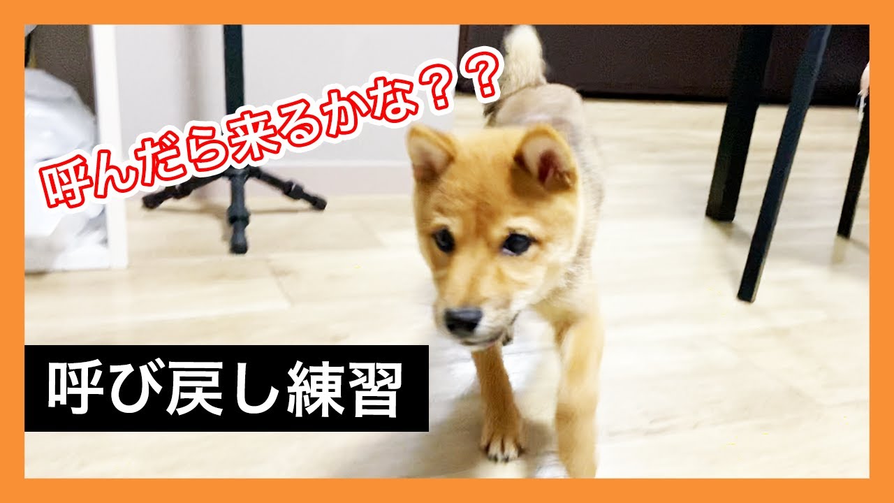 【しつけ】呼び戻しの練習中にも構わずマウンティングをする柴犬。【子犬】 YouTube