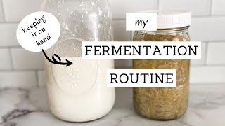 My Fermentation Routine | FERMENTATION ROUTINES | Bumblebee Apothecary