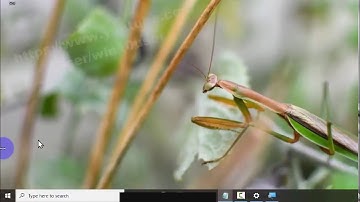 Windows 10 Home : How to enable have magnifier window follow text cursor