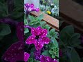 UK Garden Flowers 🌸#nature #relaxing #realgardenflowers #flowers