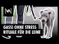 Leinenführigkeit leicht gemacht: Wichtige Rituale für entspannte Spaziergänge mit #Hund