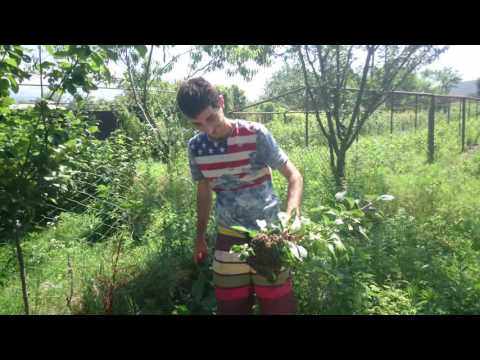 პატარა ნაყარი