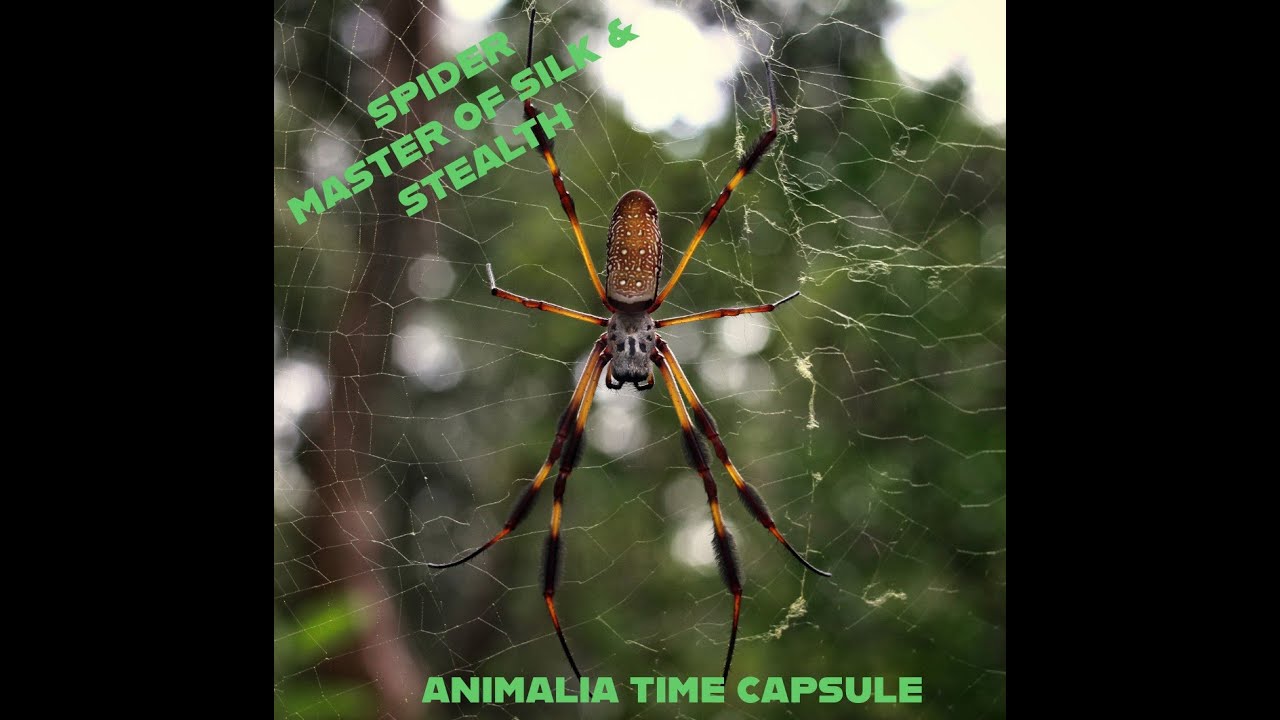 🕷️ Spiders: Masters of Silk, Venom & Stealth! | Animalia Time Capsule