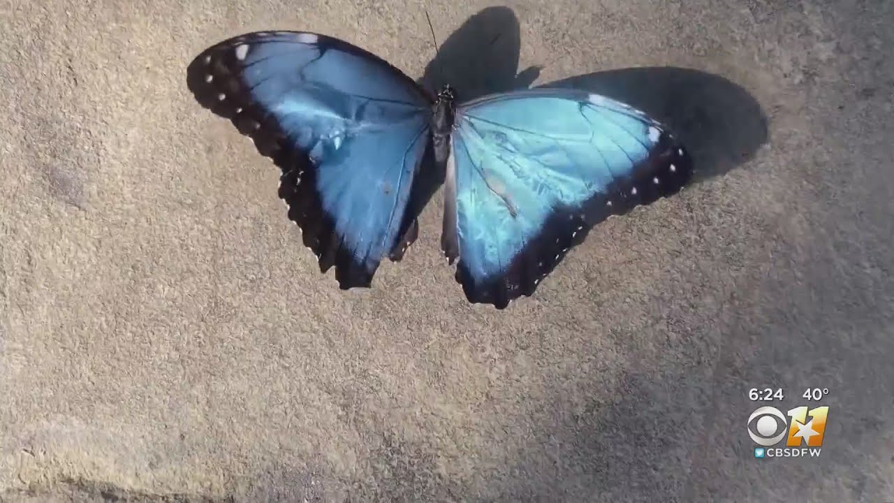 Discover DFW: Fort Worth Botanic Garden