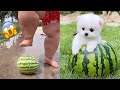 Tik Tok Chó Phốc Sóc Mini 😍 Funny and Cute Pomeranian #320