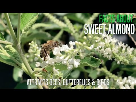 Video: Søtmandelformering: Dyrking av søtmandelverbena-busker i hager