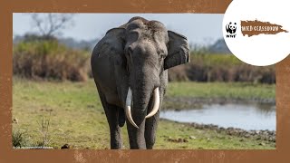 All About Elephants by WWF Wild Classroom 2,806 views 1 year ago 5 minutes, 28 seconds