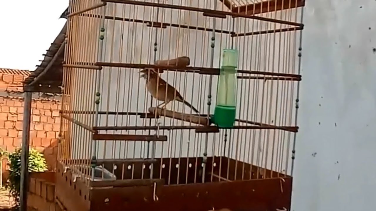 Tico tico canto forte ao vivo para foguear e ensinar machos!